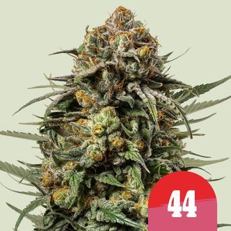 Gelato 44 (Royal Queen Seeds) Feminiserade