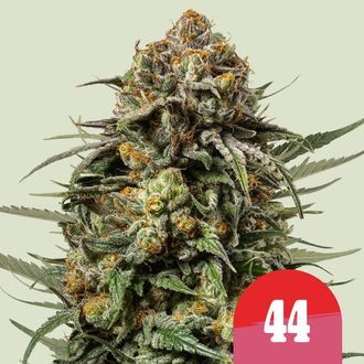 Gelato 44 (Royal Queen Seeds) Feminisera&shy;de