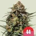 Gelato 44 (Royal Queen Seeds) Feminisera­de