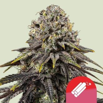 Dynamite Diesel (Royal Queen Seeds) Feminiserade