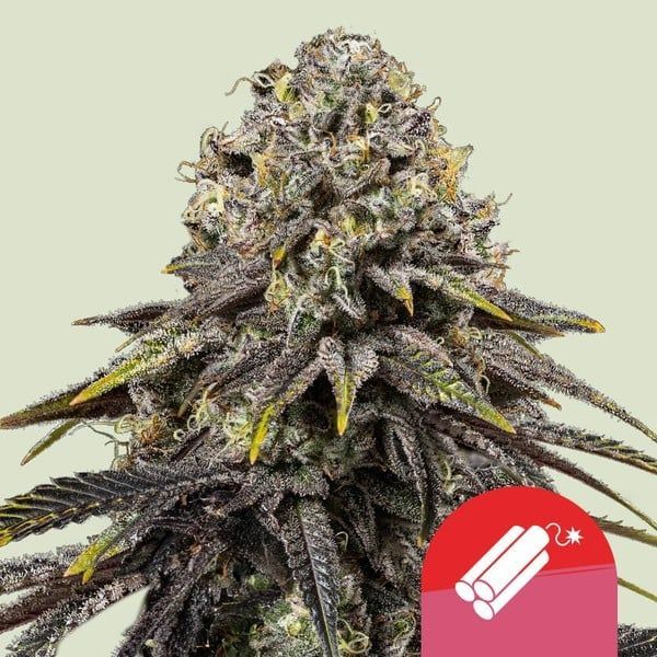 Dynamite Diesel (Royal Queen Seeds) Feminiserade