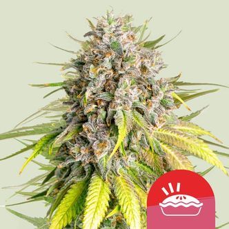 Punch Pie (Royal Queen Seeds) Feminiserade