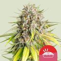 Punch Pie (Royal Queen Seeds) Feminiserade