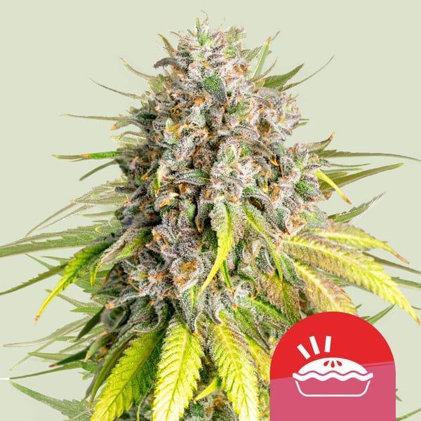 Punch Pie (Royal Queen Seeds) Feminiserade