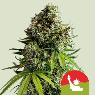 NYC Sour D Autoflower (Royal Queen Seeds) Feminiserade
