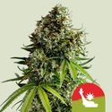 NYC Sour D Autoflower (Royal Queen Seeds) Feminiserade