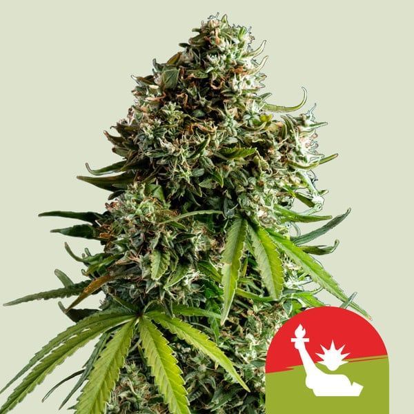 NYC Sour D Autoflower (Royal Queen Seeds) Feminiserade