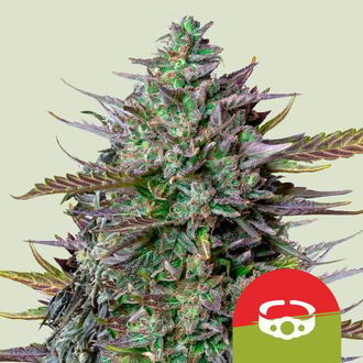 GOAT'lato Autoflower (Royal Queen Seeds) Feminiserade
