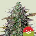 GOAT'lato Autoflower (Royal Queen Seeds) Feminiserade