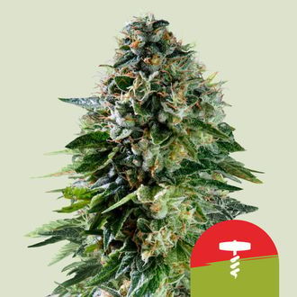 Corkscrew Autoflower (Royal Queen Seeds) Feminiserade