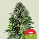 Corkscrew Autoflower (Royal Queen Seeds) Feminiserade