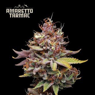 Amaretto Tarmac (Seedstockers) Feminiserade