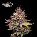 Amaretto Tarmac (Seedstockers) Feminiserade