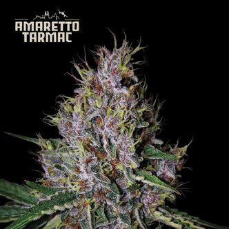Amaretto Tarmac Auto (Seedstockers Superior) feminiserade