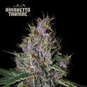 Amaretto Tarmac Auto (Seedstockers) Feminiserade