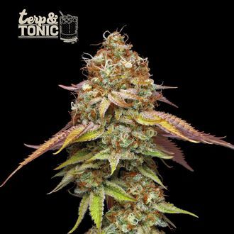 Terp & Tonic (Seedstockers) Feminiserade