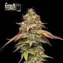 Terp & Tonic (Seedstockers) Feminiserade