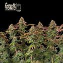 Terp & Tonic Auto (Seedstockers) Feminiserade