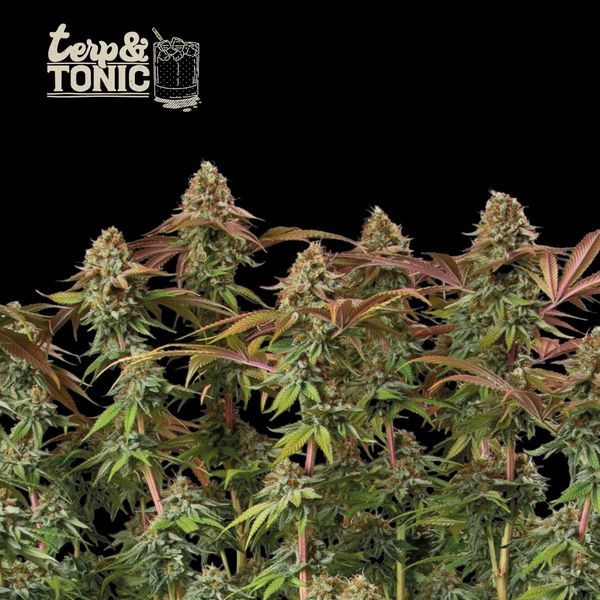 Terp & Tonic Auto (Seedstockers) Feminiserade