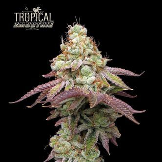 Tropical Zmoothie (Seedstockers Superior) feminiserade cannabisfr&ouml;n