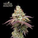 Tropical Zmoothie (Seedstockers) Feminiserade