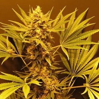 G13 Haze (Mr. Nice) reguljär