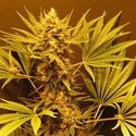 G13 Haze (Mr. Nice) reguljär