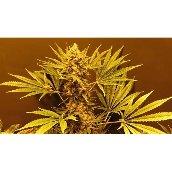 G13 Haze (Mr. Nice) reguljär