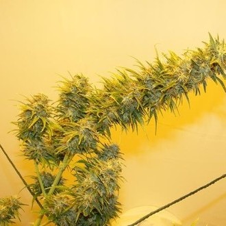 G13 Haze (Mr. Nice) reguljär