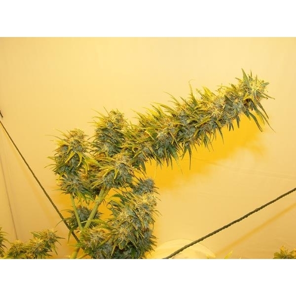 G13 Haze (Mr. Nice) reguljär