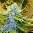 G13 Haze (Mr. Nice) reguljär