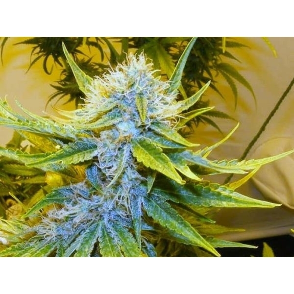 G13 Haze (Mr. Nice) reguljär