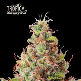 Tropical Zmoothie Auto (Seedstockers) Feminiserade