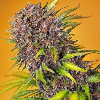 Diablo Rojo XL Auto (Sweet Seeds) feminiserade