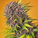 Diablo Rojo XL Auto (Sweet Seeds) Feminiserade
