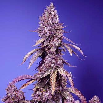 Black Muffin F1 Fast Version (Sweet Seeds) feminiserade cannabisfr&ouml;n