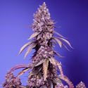 Black Muffin F1 Fast Version (Sweet Seeds) Feminiserade