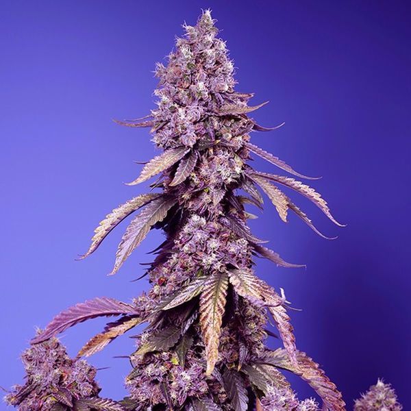 Black Muffin F1 Fast Version (Sweet Seeds) Feminiserade