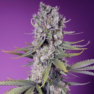 Papaya Zoap F1 Fast Version (Sweet Seeds) Feminiserade