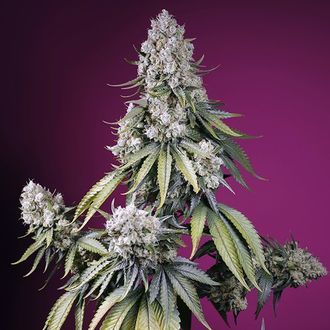 Jealousy Z XL Auto (Sweet Seeds) Feminiserade