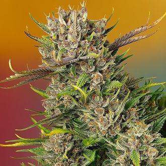 Papaya Zoap Auto (Sweet Seeds) Feminiserade