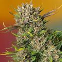 Papaya Zoap Auto (Sweet Seeds) Feminiserade