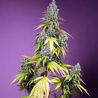 Jet Fuel Mandarine XL Auto (Sweet Seeds) feminiserade