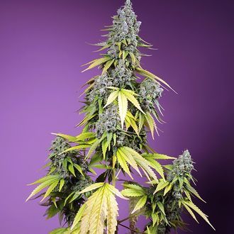 Jet Fuel Mandarine XL Auto (Sweet Seeds) Feminiserade