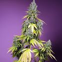 Jet Fuel Mandarine XL Auto (Sweet Seeds) Feminiserade