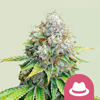 OG Kush (Royal Queen Seeds) feminiserade