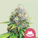OG Kush (Royal Queen Seeds) Feminiserade