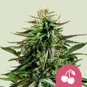 Cherry Pie (Royal Queen Seeds) Feminiserade