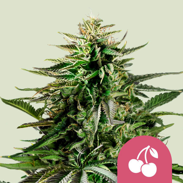 Cherry Pie (Royal Queen Seeds) Feminiserade