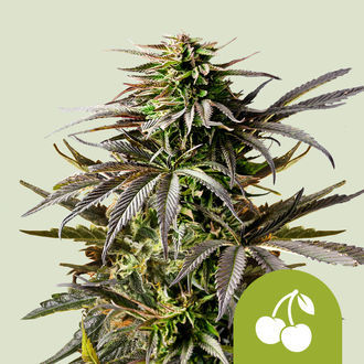 Cherry Pie Autoflower (Royal Queen Seeds) Feminiserade